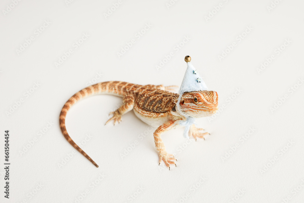 Naklejka premium Bearded dragon, pogona vitticeps, isolated on white background, Tiger Pattern Morphs. Professional studio macro photography on isolated white background. Dragon in a New Year's blue cap. New Year card
