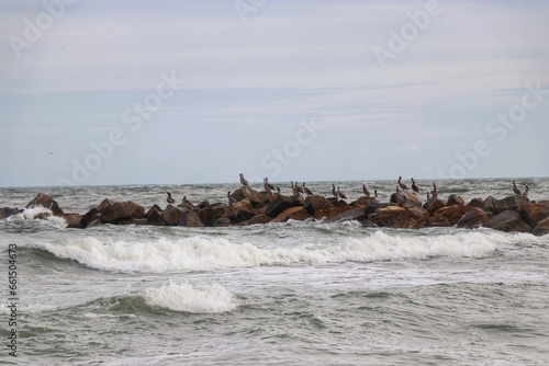 Flock of Pelicans Sitting on Rocky Florida Shore