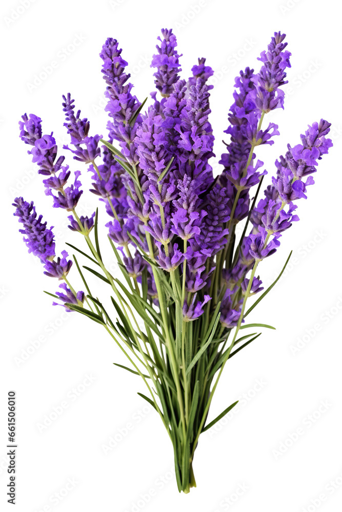 Lavender flowers isolated on white background PNG Lavender flowers isolated on white background PNG