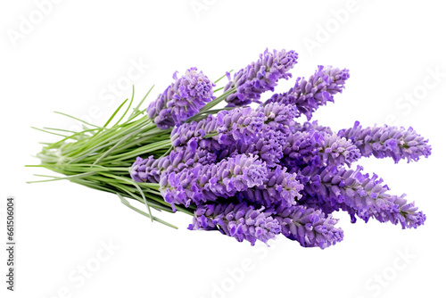 Lavender flowers isolated on white background PNG