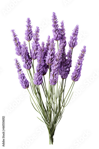 Lavender flowers isolated on white background PNG