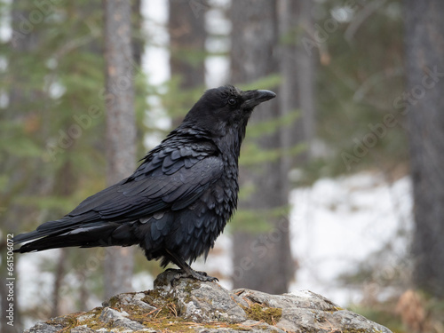 raven on a rock