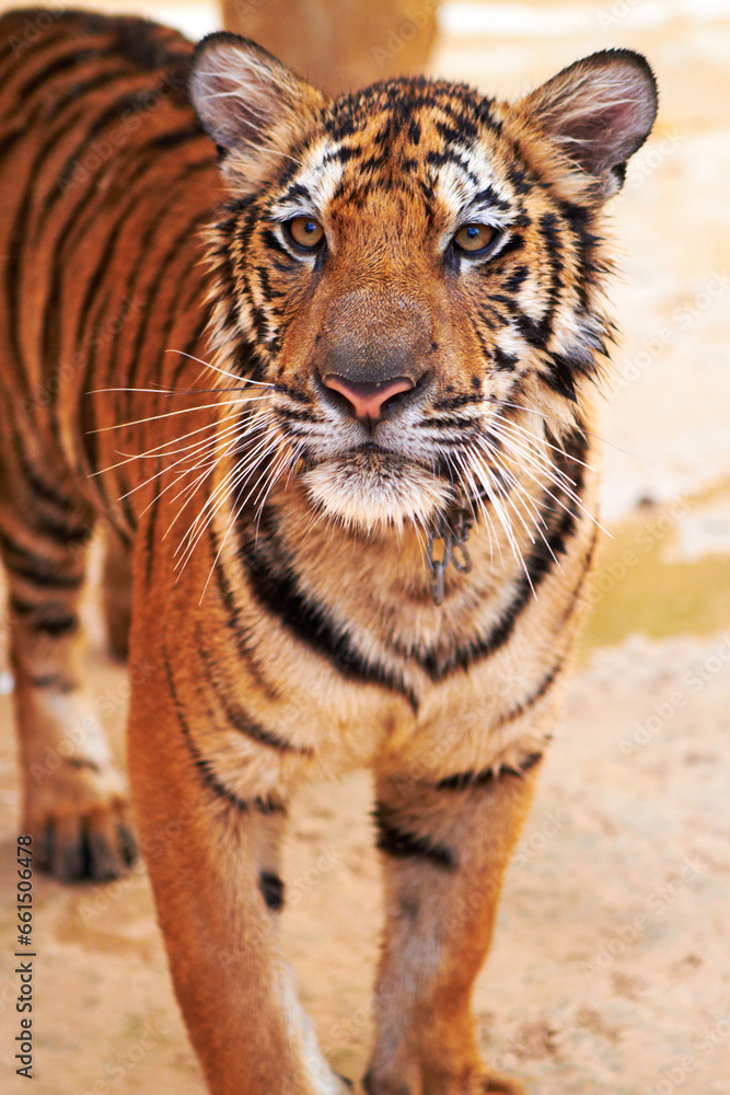 Fototapeta premium Tiger standing on sand in nature by a zoo for majestic entertainment at a circus or habitat. Wildlife, calm and big cat or exotic animal with peaceful attitude in a desert or dune conservation.