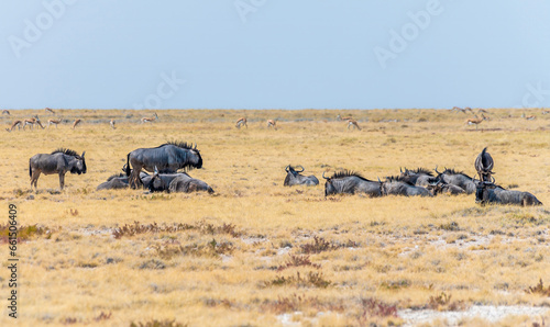 A view of a Wildebeest grazing in the Etosha National Park in Namibia in the dry season
