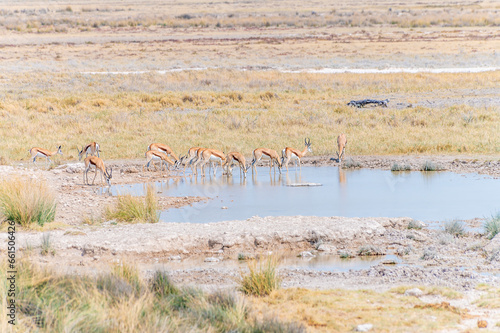 A view of Springbok drinking at a waterhole in the Etosha National Park in Namibia in the dry season
