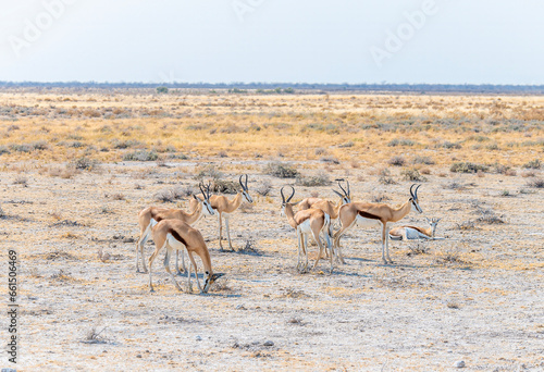 A view of a group of Springbok in the morning in the Etosha National Park in Namibia in the dry season © Nicola