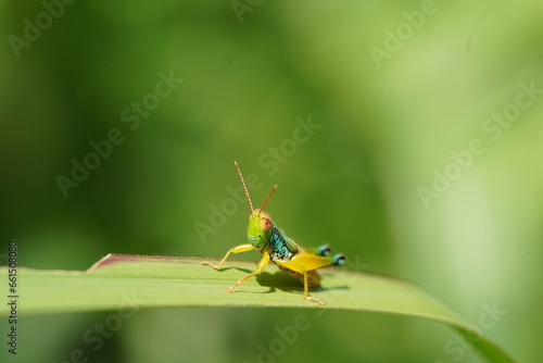 grasshopper on a leaf © Bronson Mac studio
