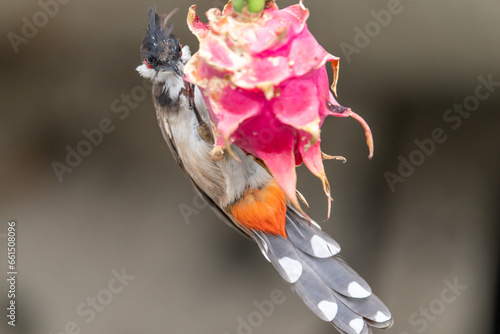 a red-whiskered bulbul on a dragon fruit