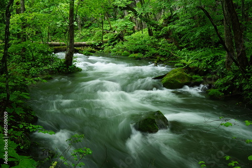 Forest  Aomori-ken  Japan