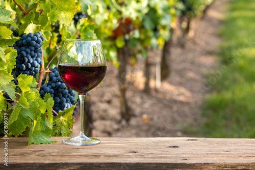 Verre de vin rouge et grappe de raisin noir dans les vignes en France. photo