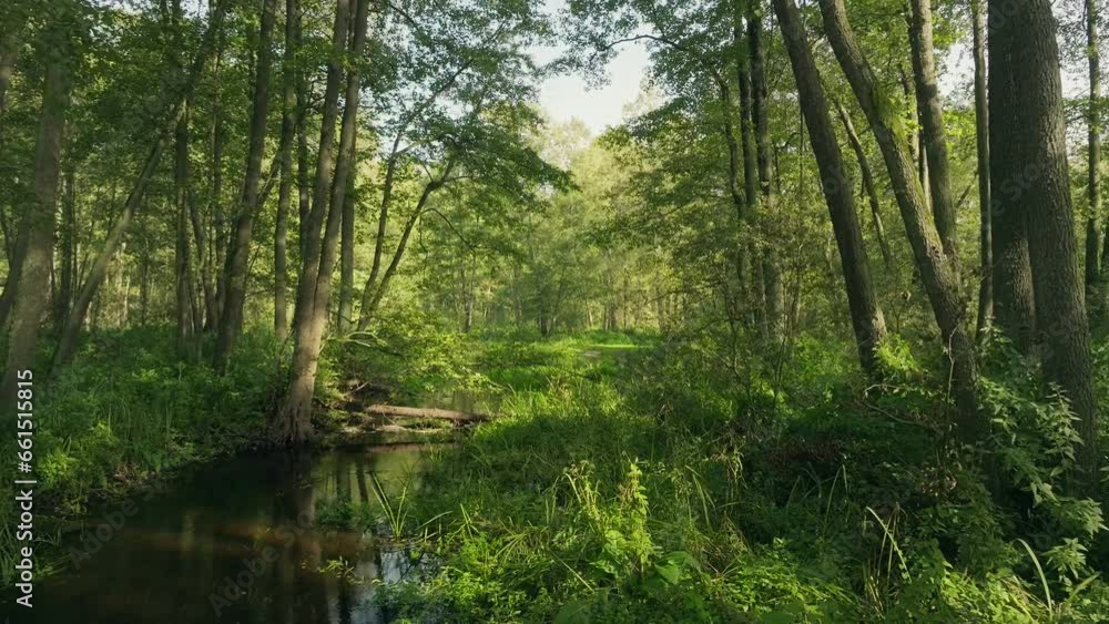 River nature green jungle travel tropical forest summer tree beautiful