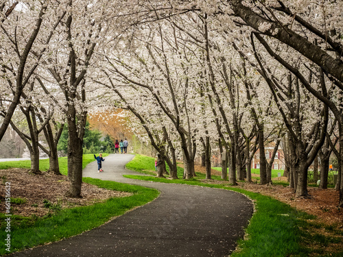 cherry blossoms alley photo