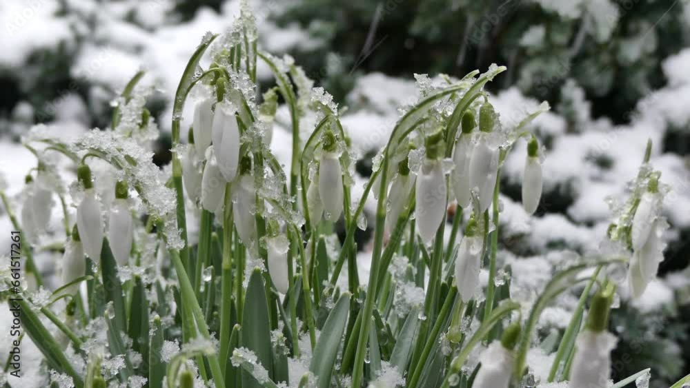 Green stems and white buds of flowers Snowdrops, Galanthus during wet snowfall on cold wintertime - real time, close-up. Topics: weather, atmospheric phenomenon, nature, season, winter, flora Green stems and white buds of flowers Snowdrops, Galanthus during wet snowfall on cold wintertime - real time, close-up. Topics: weather, atmospheric phenomenon, nature, season, winter, flora
