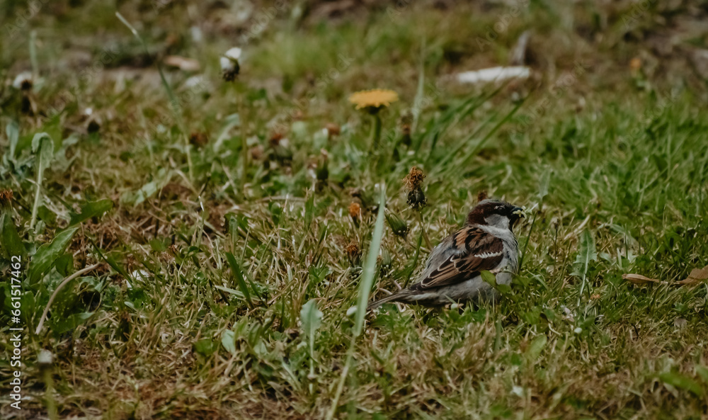 Bird in nature Bird in nature