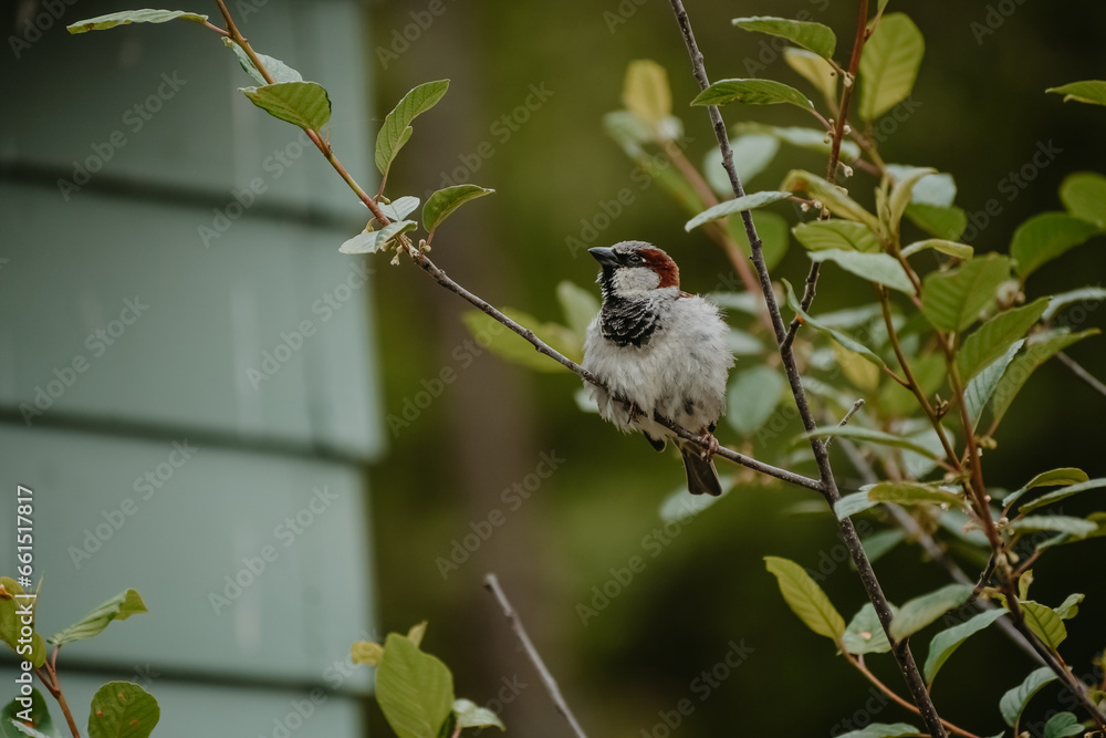 Obraz premium Bird in nature