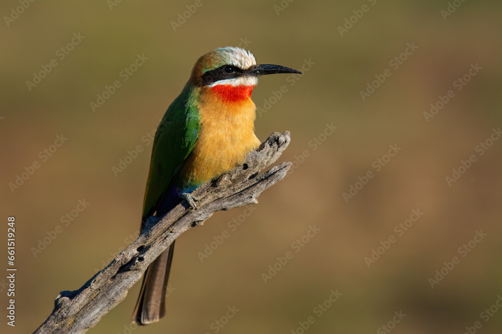 White fronted bee-eater