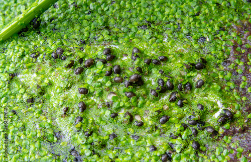 Small gastropods on duckweed (Lemna turionifera) in a lake overgrown with aquatic plants Piscia and Wolfia arrhiza photo