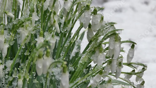 Green stems and white buds of flowers Snowdrops, Galanthus during wet snowfall on cold wintertime - real time, close-up. Topics: weather, atmospheric phenomenon, nature, season, winter, flora