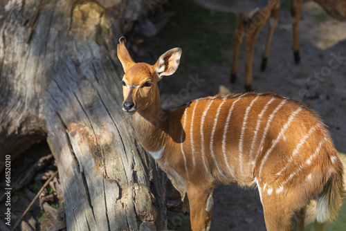 Southern Nyala - Tragelaphus angasii in sunny weather on a meadow. photo