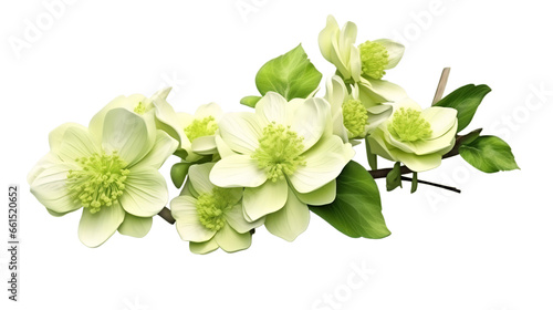 White flower, Transparent background, Floral design, Botanical illustration, Nature clipart, Isolated flower, Pure white bloom, Clean backdrop, Elegant floral