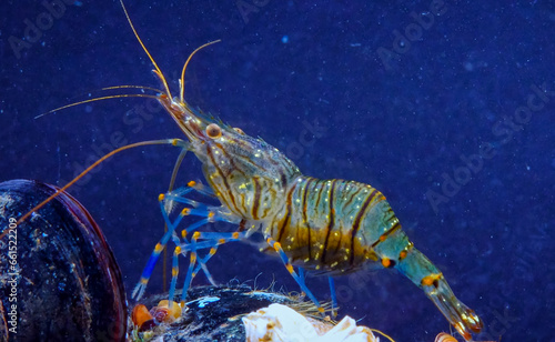 Rockpool shrimp (Palaemon elegans), crustacean underwater photo