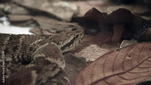 Common Lance head, is a venomous pit viper species found in Central and South America