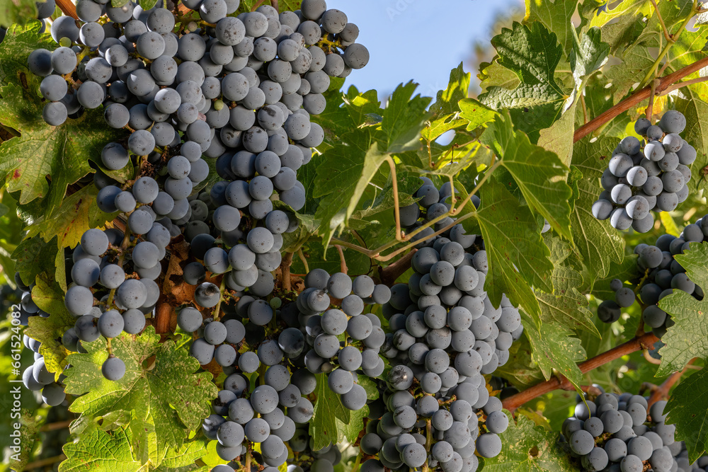 Cabernet Sauvignon Grapes the Day Before Harvest