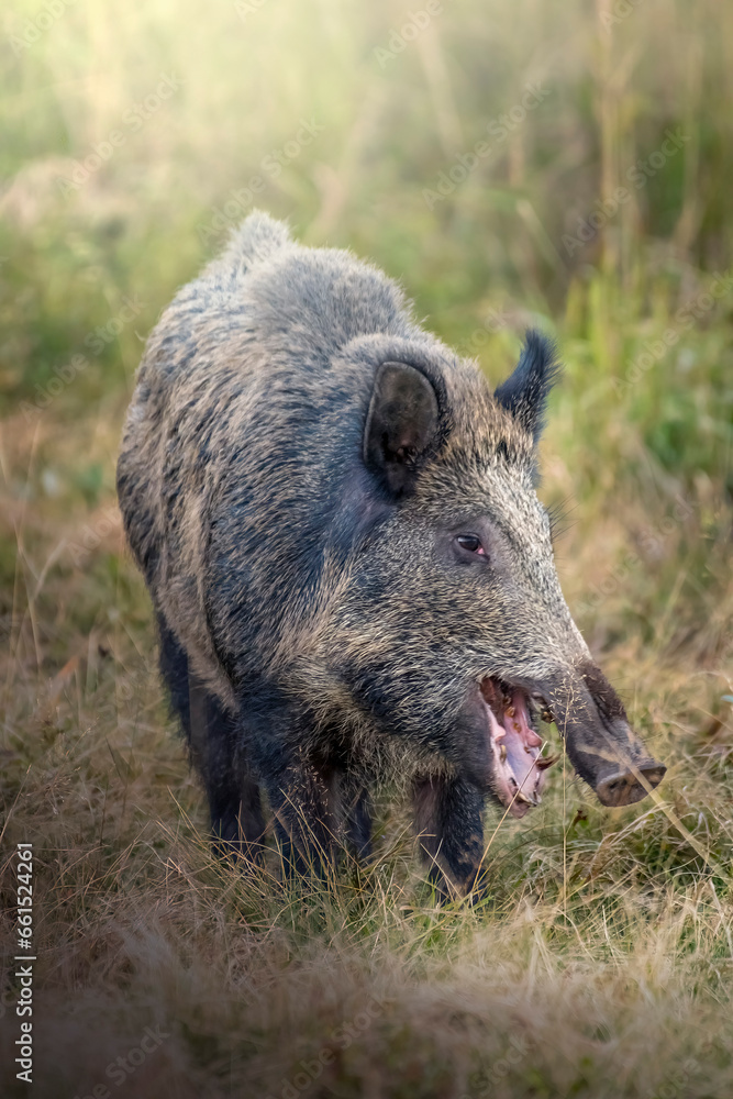Close up of Wild boar (Sus scrofa) with open mouth grazing in an alpine meadow at sunset, Alps Mountains, Italy