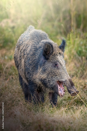 Obraz na płótnie Close up of Wild boar (Sus scrofa) with open mouth grazing in an alpine meadow at sunset, Alps Mountains, Italy w salonie