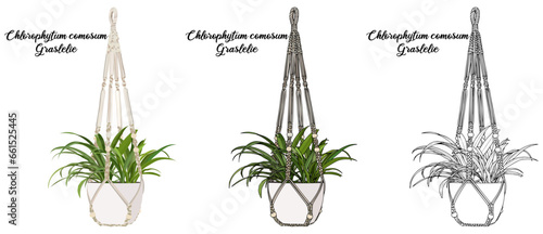 Spider Plant Hand drawn Realistic House Plant Flower illustrations 