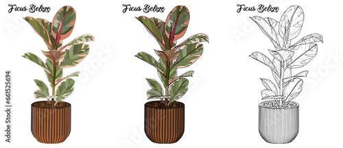 Ficus Belize Hand drawn Realistic House Plant Flower illustrations 