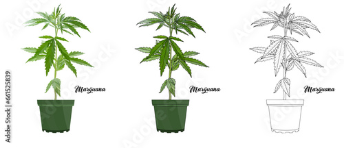 Marijuana Hand drawn Realistic House Plant Flower illustrations 