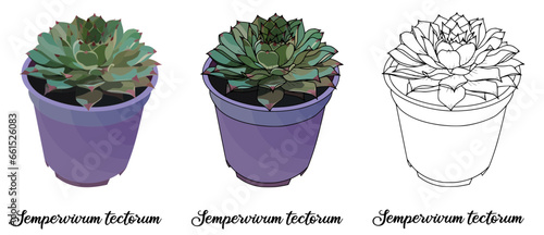 Sempervivum tectorum Hand drawn Realistic House Plant Flower illustrations 