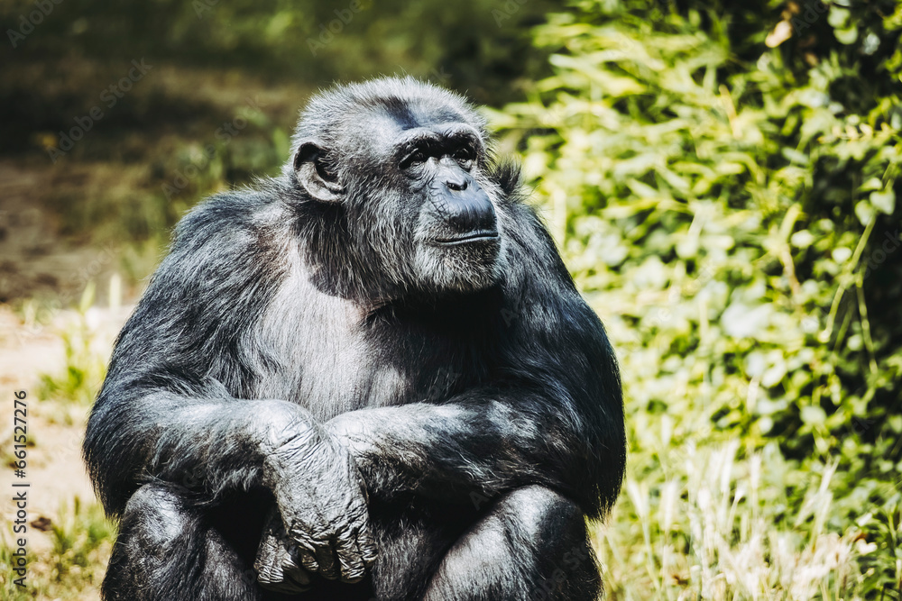 Portrait d'un singe chimpanzé ou pan troglodyte