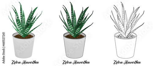 Zebra Haworthia Hand drawn Realistic House Plant Flower illustrations 
