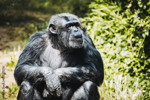 Portrait d'un singe chimpanzé ou pan troglodyte © PicsArt