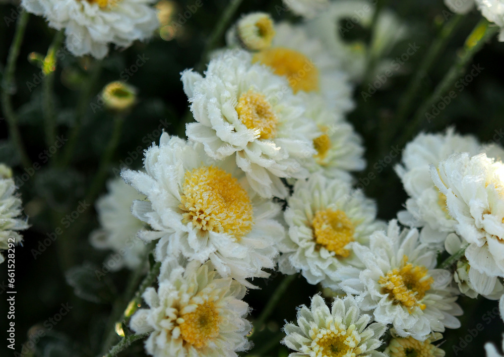 Obraz premium Frost on chrysanthemum petals during the first autumn frosts