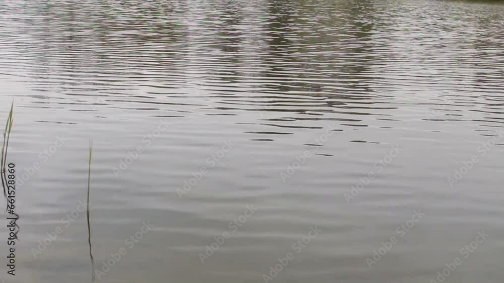 Small waves on the surface of the water. River in cloudy weather. Texture of greenish water with small waves. A young sprout of a river reed Small waves on the surface of the water. River in cloudy weather. Texture of greenish water with small waves. A young sprout of a river reed