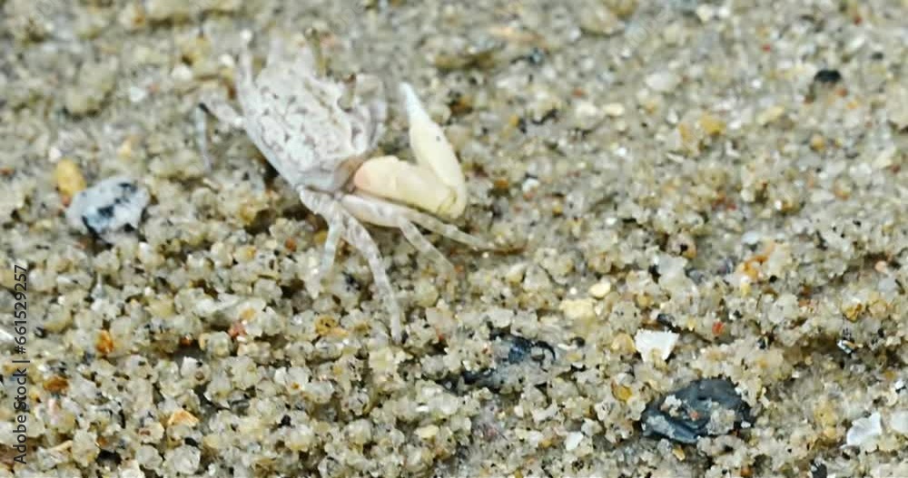 Uca lactea|Fiddler crab|清白招潮蟹|白扇潮招蟹