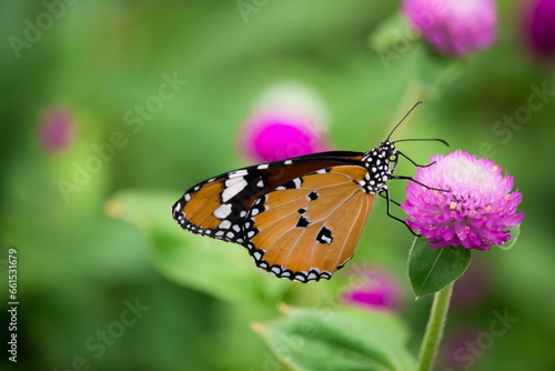 Yellow with black Butterfly on Violet Flowers with Blurred Green Background