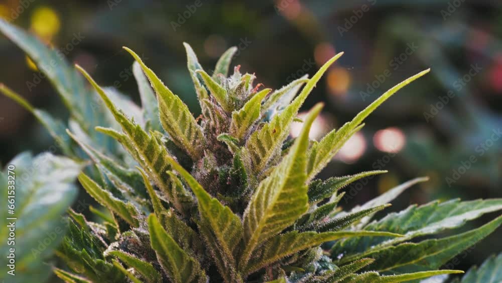 Vibrant close-up of ripe medical cannabis buds outdoors. Captures trichome-covered flowers at peak maturity. Tight framing fills screen with rich botanical detail. Subtle breeze sways background leave Vibrant close-up of ripe medical cannabis buds outdoors. Captures trichome-covered flowers at peak maturity. Tight framing fills screen with rich botanical detail. Subtle breeze sways background leave