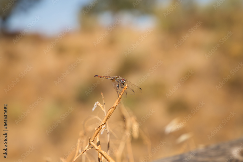 Dragonfly sitting on flower, colourful blurred background. Dragonfly sitting on flower, colourful blurred background.
