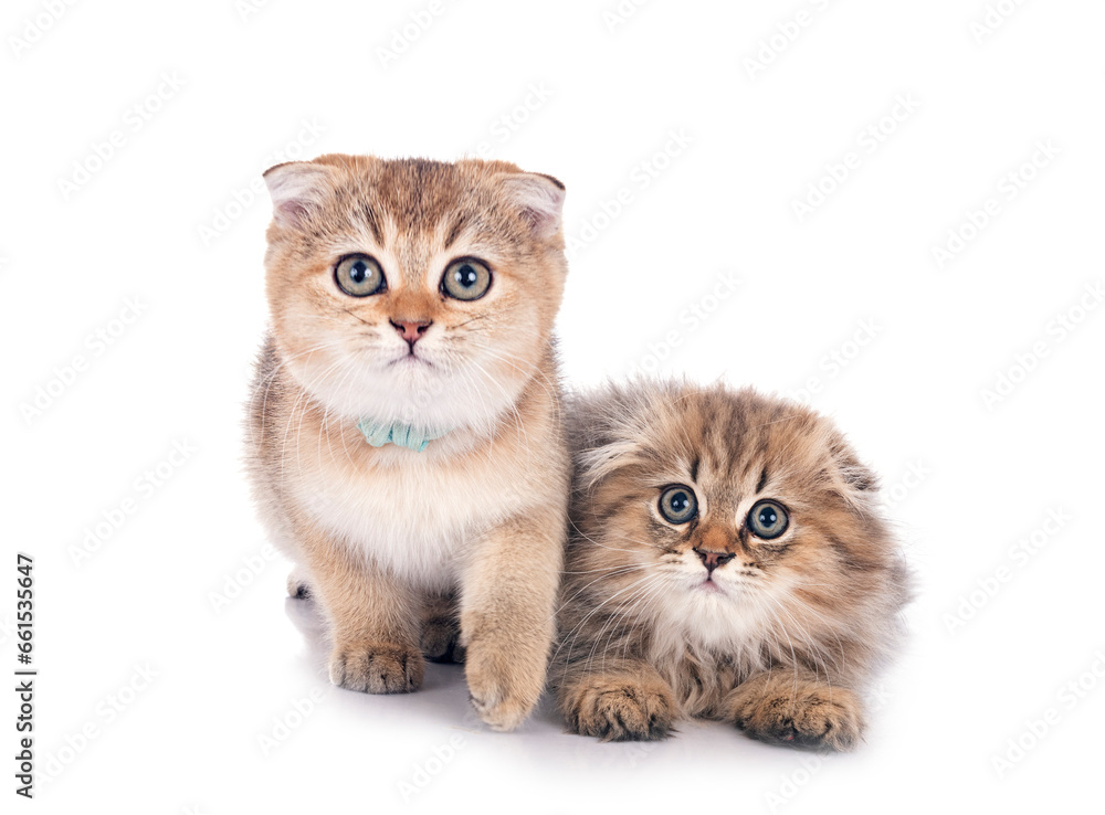Obraz premium scottish fold and higland fold kitten in studio