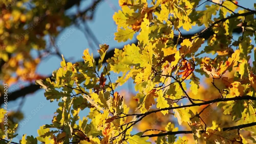 Autumn oak tree branches with yellow leaves waving on blue sky background. Golden season, nature footage Autumn oak tree branches with yellow leaves waving on blue sky background. Golden season, nature footage