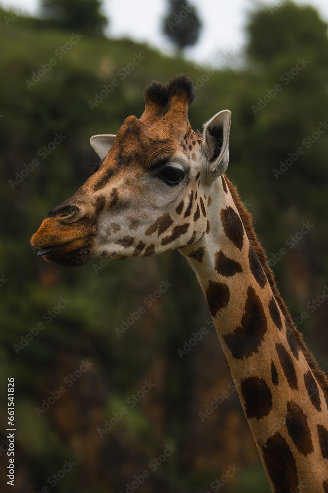 A wild giraffe in his natural environment. A wild giraffe in his natural environment.
