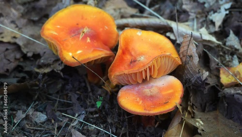 Orange Chanterelle mushrooms on forest floor in Killbear Provincial Park, Ontario, Canada photo