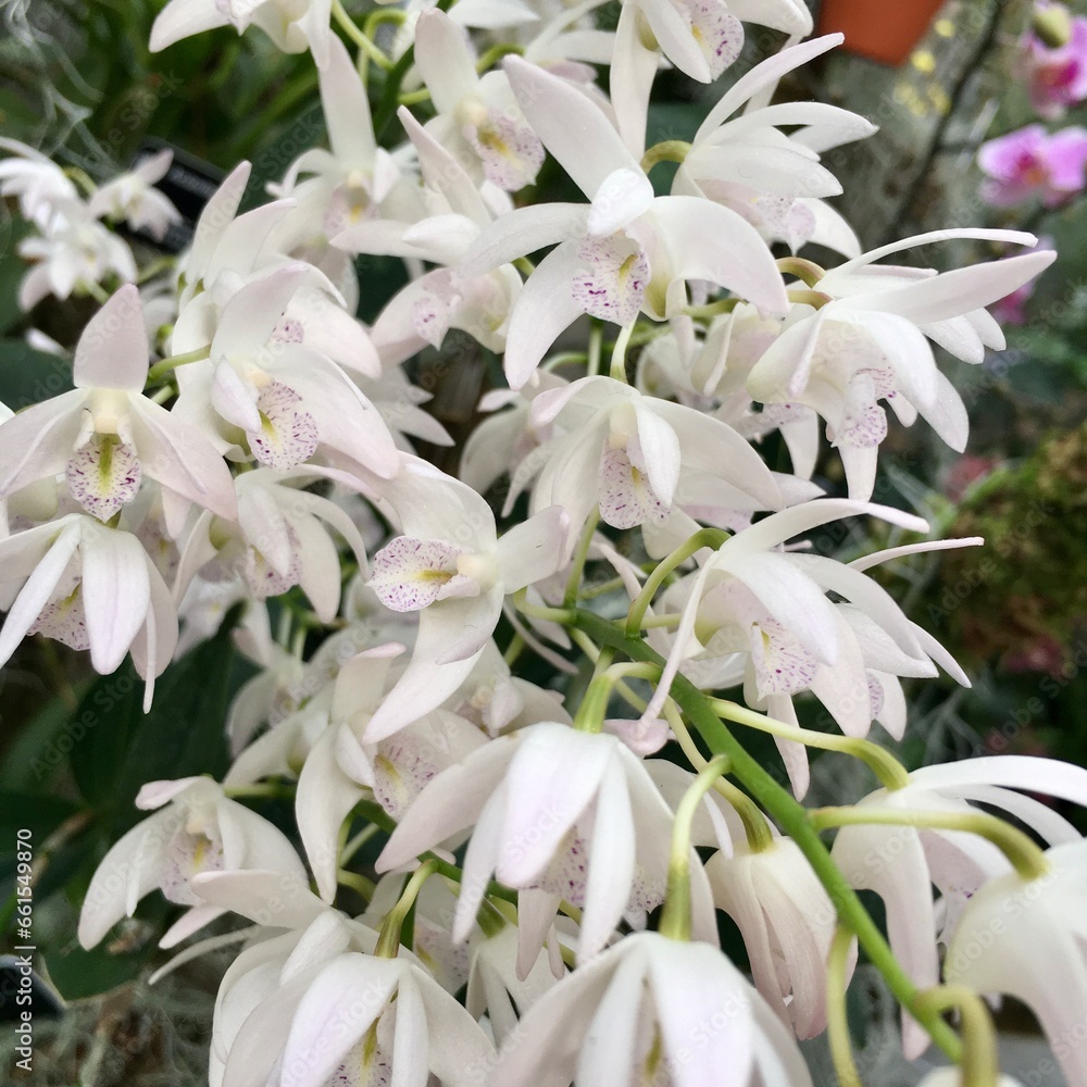 White orchid species blooming close up White orchid species blooming close up