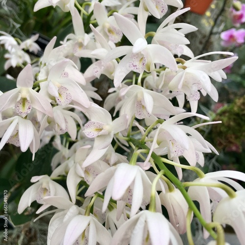 White orchid species blooming close up