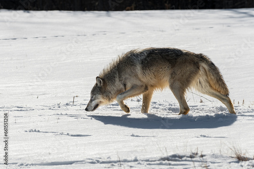 Backlit Grey Wolf (Canis lupus) Stalks Left in Snow Winter