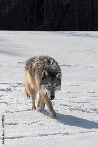 Backlit Grey Wolf  Canis lupus  Trots Forward in Snow Winter